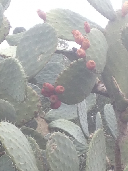 5743 31-1 Cactus?