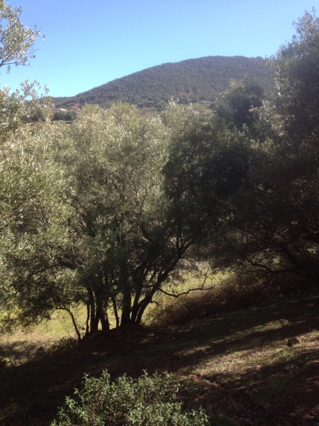 5762 1-2 trees