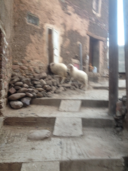 5828 1-2 Sheep in street