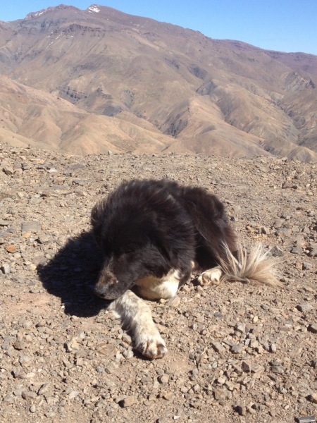 5922 2-2 dog