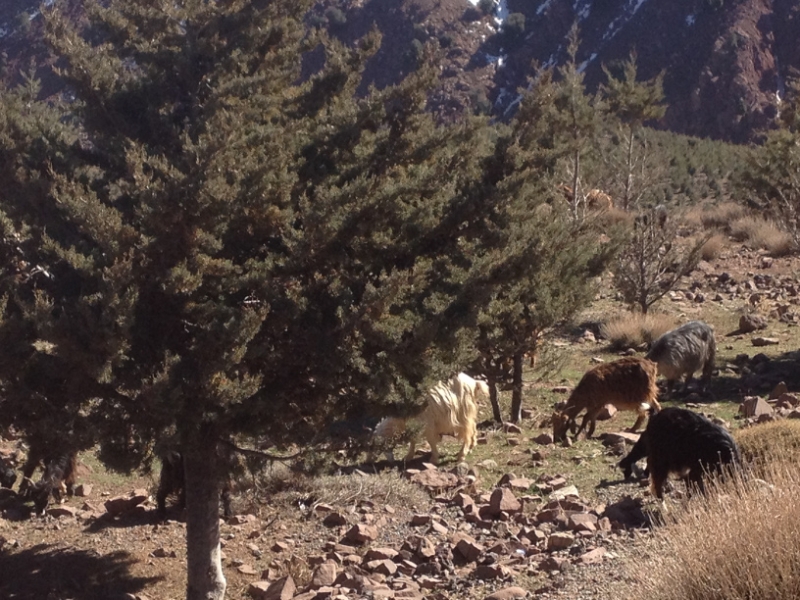 5923 2-2 cattle