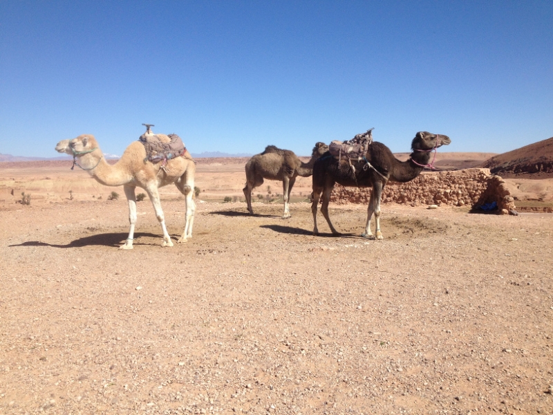 5980 3-2 Camels