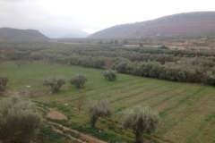 5724 31-1 fields