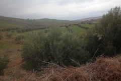 5738 31-1 view
