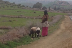 5740 31-1 walking the sheep