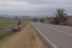 5741 31-1 walking the sheep