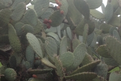 5742 31-1 Cactus?