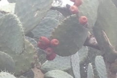 5743 31-1 Cactus?