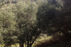 5762 1-2 trees