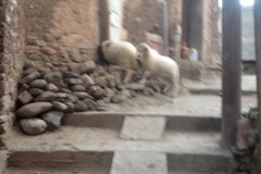 5828 1-2 Sheep in street