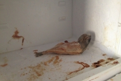 5840 2-2 frozen fish?