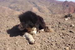 5921 2-2 dog