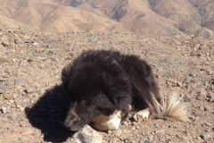 5922 2-2 dog