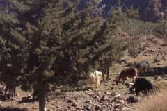 5923 2-2 cattle