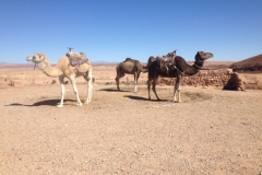 5980 3-2 Camels