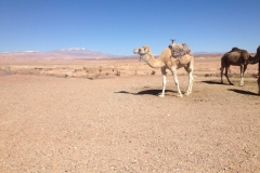 5981 3-2 White Camel