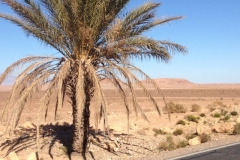 6025 3-2 palm tree