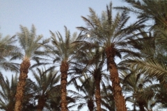 6312 6-2 moon through palms