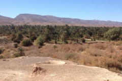 6358 7-2 trees