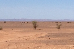6471 9-2 desert camel