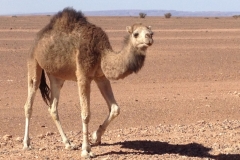 6475 9-2 camel