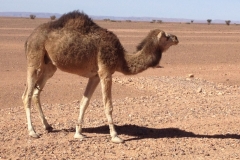 6476 9-2 camel