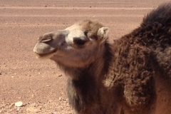 6477 9-2 camel