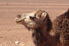6478 9-2 camel
