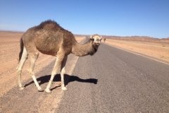 6479 9-2 camel