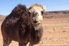 6480 9-2 camel