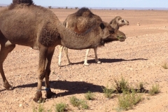 6481 9-2 camels