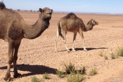 6482 9-2 camels