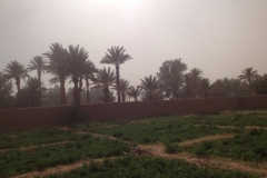 6529 10-2 palm trees