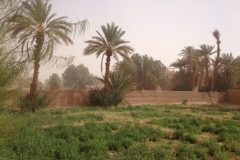 6530 10-2 palm trees