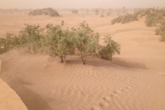 6535 10-2 sandstorm on the desert