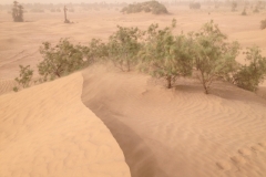 6536 10-2 sandstorm on the desert