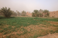 6545 10-2 greenery