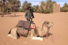 6547 11-2 camel with owner