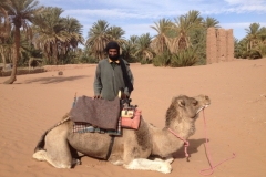 6548 11-2 camel with owner