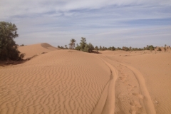 6553 11-2 camel ride into the desert