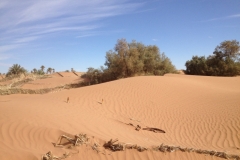 6554 11-2 camel ride into the desert