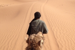 6555 11-2 camel ride into the desert