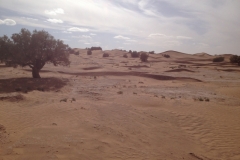 6571 11-2 camel ride into the desert