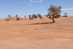 6574 11-2 camel ride into the desert