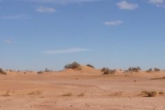 6579 11-2 camel ride into the desert