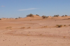 6580 11-2 camel ride into the desert