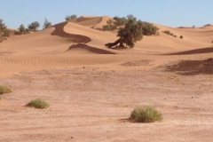 6581 11-2 camel ride into the desert