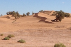 6582 11-2 camel ride into the desert
