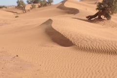 6583 11-2 camel ride into the desert