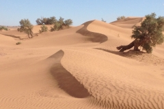 6584 11-2 camel ride into the desert